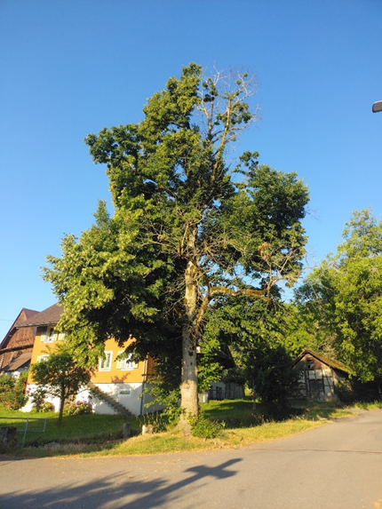Linde Wiggwil